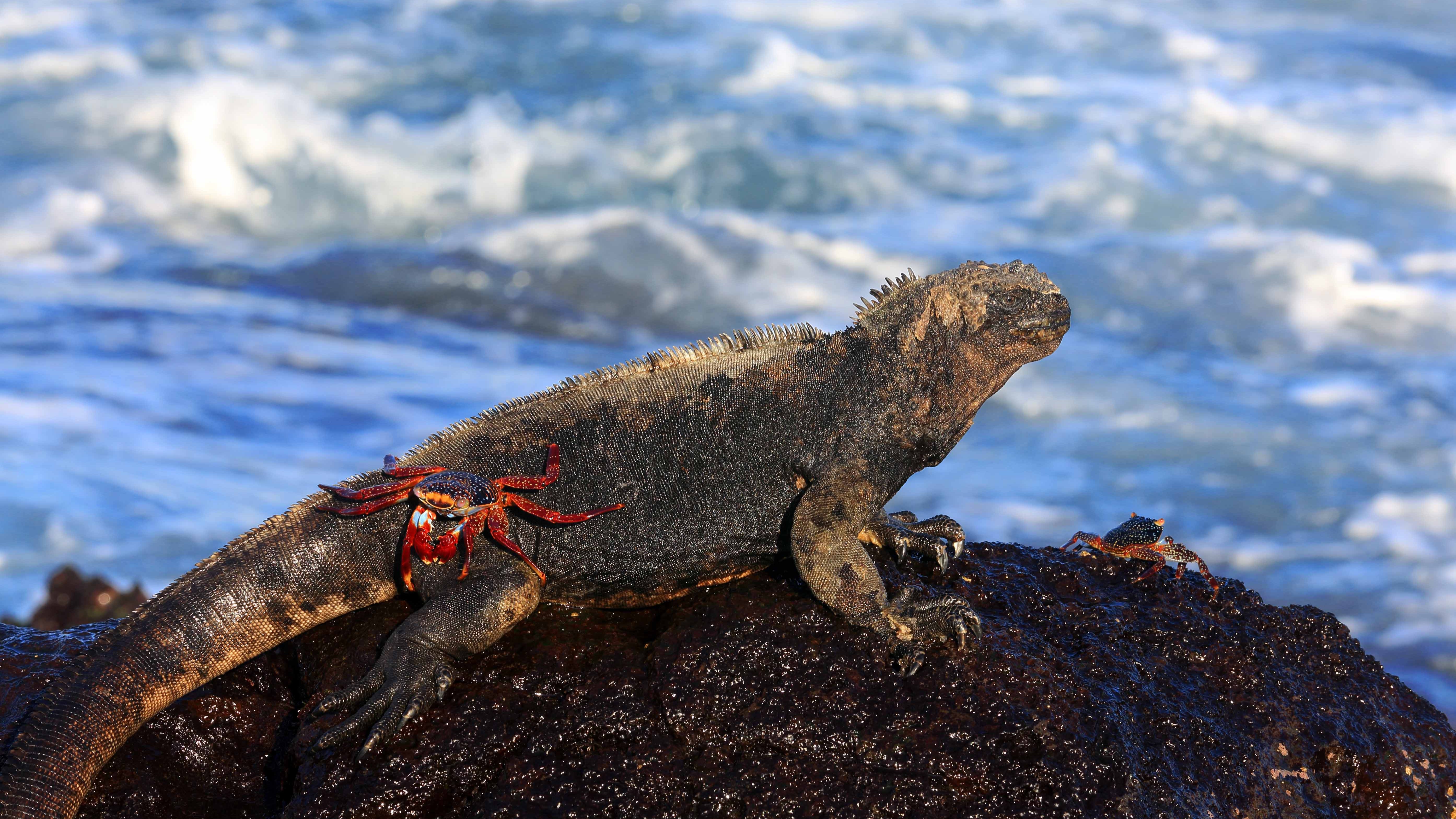 Galapagos - Marine  Iguana